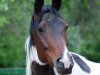broodmare Briana C (German Sport Horse, 2011, from Blickpunkt 4)
