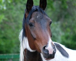 Zuchtstute Briana C (Deutsches Sportpferd, 2011, von Blickpunkt 4)