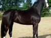 Zuchtstute Ruby One (Hannoveraner, 2013, von Royal Classic I)