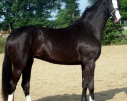 Zuchtstute Ruby One (Hannoveraner, 2013, von Royal Classic I)