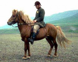 stallion Feykir frá Árnanesi (Iceland Horse, 1971, from Hrafn frá Árnanesi)