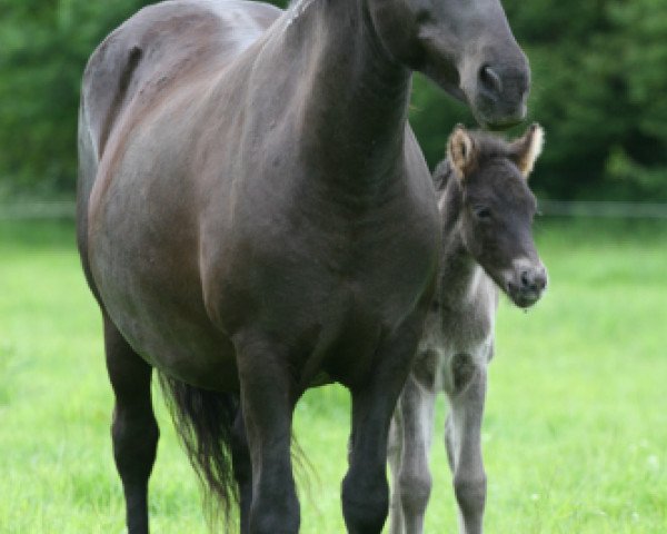 broodmare Káta frá Gunnarsholti (Iceland Horse, 1988, from Töggur frá Eyjólfsstöðum)