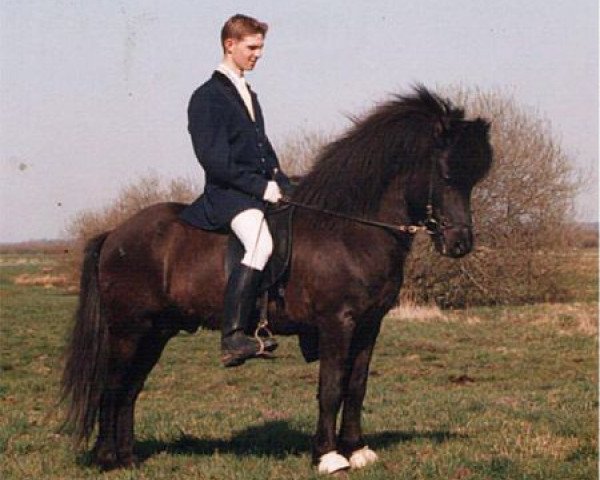 stallion Töggur frá Eyjólfsstöðum (Iceland Horse, 1983, from Máni frá Ketilsstöðum)