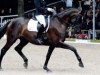 broodmare La Noire 12 (Hanoverian, 2003, from Londonderry)