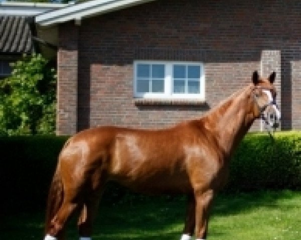 broodmare Florentia 3 (Hanoverian, 2010, from Fiorano)