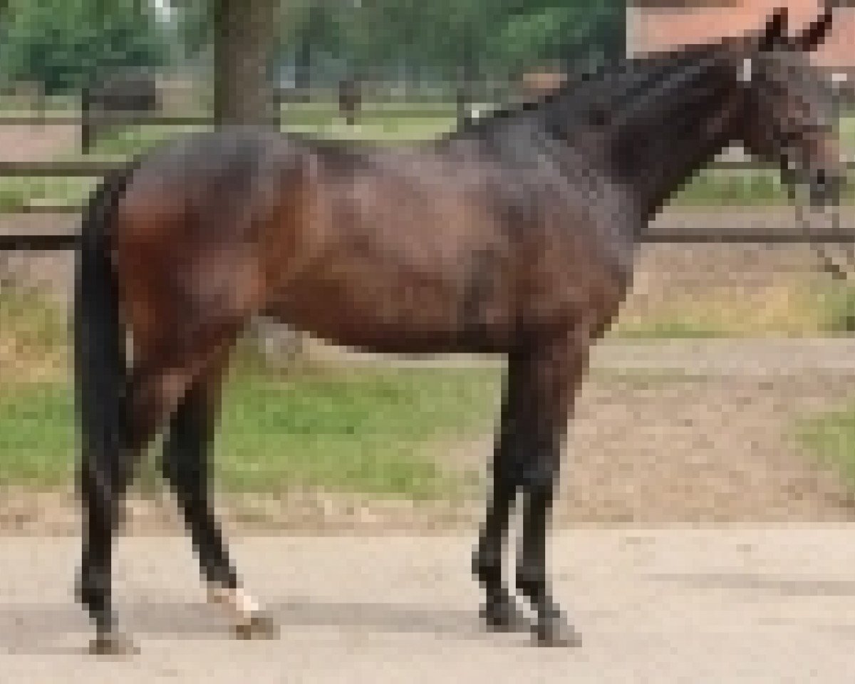 Zuchtstute Riva Del Sol (Hannoveraner, 2007, von Rubin Royal OLD)