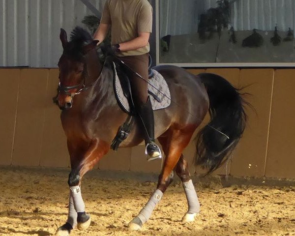 dressage horse D' Alembert (Hanoverian, 2006, from Don Marcello)