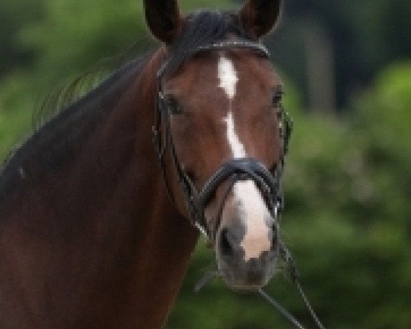 broodmare Solaire (Hanoverian, 2001, from Sandro Hit)