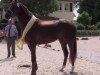 broodmare Daria 131 (Hanoverian, 2014, from Don Nobless)