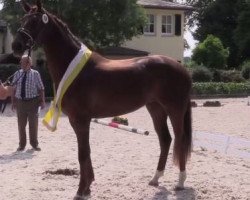 broodmare Daria 131 (Hanoverian, 2014, from Don Nobless)