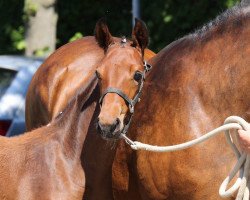 broodmare Dialotta G (Westphalian, 2017, from Diathago)