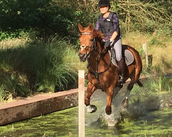 jumper Zarina (Hanoverian, 2000, from Zacharias)