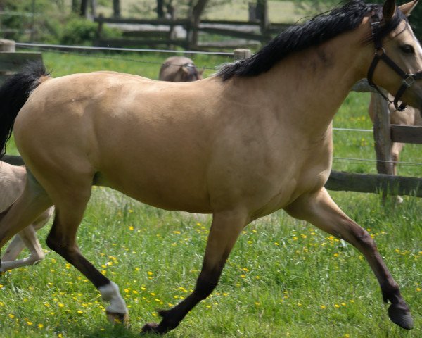 broodmare Caissa 2 (German Riding Pony, 2007, from Classic Dancer I)