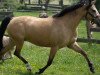 broodmare Caissa 2 (German Riding Pony, 2007, from Classic Dancer I)