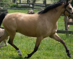 Zuchtstute Caissa 2 (Deutsches Reitpony, 2007, von Classic Dancer I)