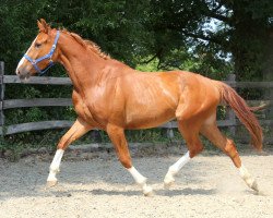 jumper Judgement (KWPN (Royal Dutch Sporthorse), 1991, from Marius Claudius)