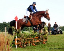 Dressurpferd Lysander 121 (Hessisches Warmblut, 2003, von Lone Star)