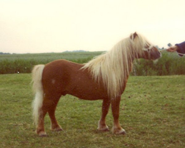 stallion Claret (Shetland pony (under 87 cm), 1976, from Fairy Bacchus)