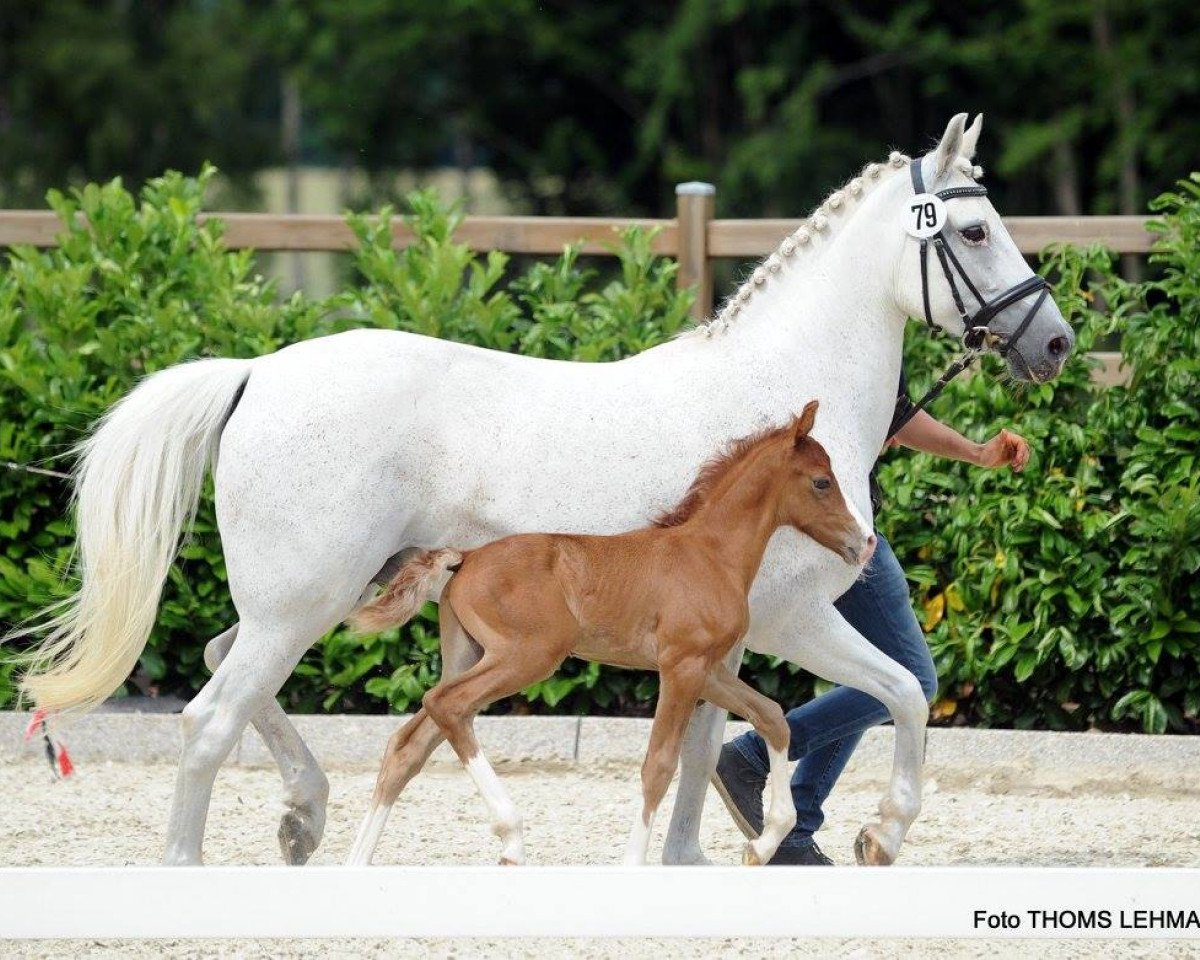 jumper Poker Face 17 (German Riding Pony, 2017, from Pinocchio S.w.)