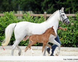 dressage horse Poker Face 17 (German Riding Pony, 2017, from Pinocchio S.w.)