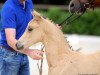 Zuchtstute Stute von Champion de Luxe / Oosteinds Ricky (Westfale, 2017, von FS Champion de Luxe)