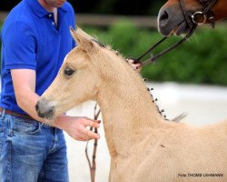 horse Stute von Champion de Luxe / Oosteinds Ricky (Westfale, 2017, from FS Champion de Luxe)