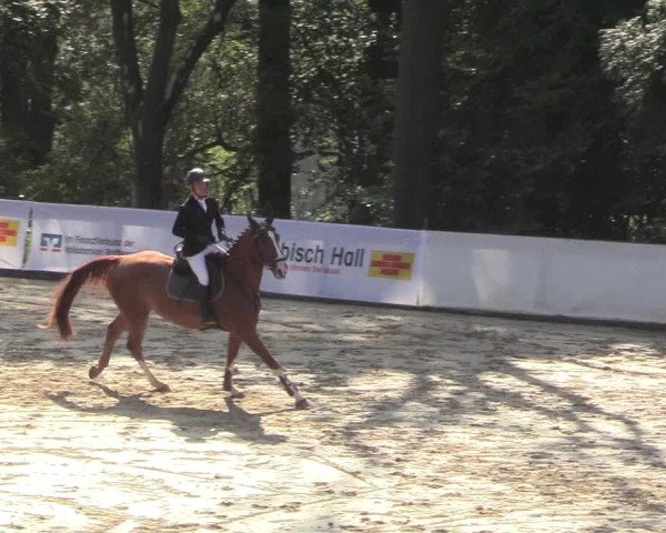 Reitturnier Buchenhof-Ibbenbüren 2018
