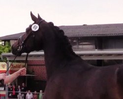 broodmare Fayola (Westphalian, 2014, from Franziskus FRH)