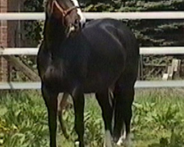 broodmare Wencke (Hanoverian, 1988, from Wenzel II)