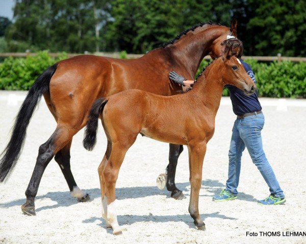 broodmare Catness 10 (Westphalian, 2017, from Comme il Faut)