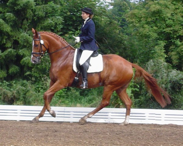 horse Wallace 36 (Hanoverian, 2002, from Welser)