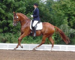 horse Wallace 36 (Hanoverian, 2002, from Welser)