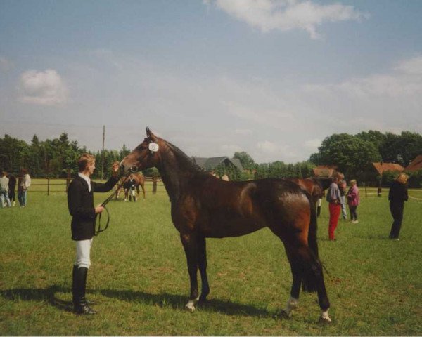 broodmare Wandessa (Hanoverian, 1990, from Wanderer)