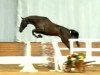 jumper Floyd For Fun (Hanoverian, 2003, from For Feeling)