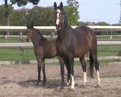 broodmare Argentina E (Hanoverian, 1992, from Argentan I)