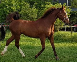 dressage horse Dangelo (Zangersheide riding horse, 2005, from Dutch Capitol)