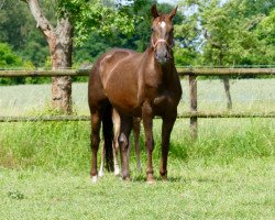 broodmare Roija Anjana (Oldenburg, 2003, from Rubin Royal OLD)