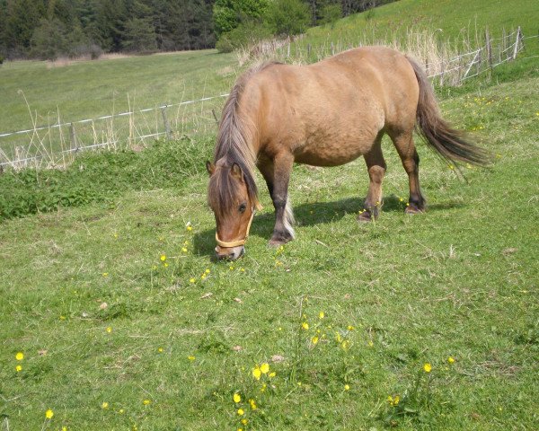 Zuchtstute Abteil (Shetland Pony,  , von Alf A 211)