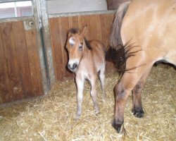 horse Whiteside Eddy (Shetland Pony, 2017, from Eclipse van d'Eul)