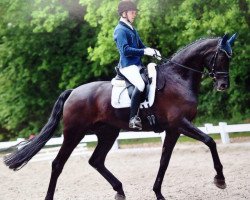 dressage horse Show Me Heaven 2 (Hanoverian, 2008, from San Remo)