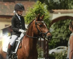 dressage horse Halloween (German Riding Pony, 2005, from Wimbledon)