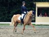 broodmare Express Culzean Bay (German Riding Pony, 2010, from FS Golden Highlight)