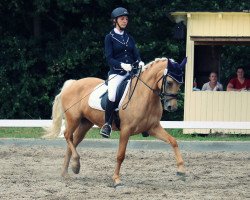 Dressurpferd Express Culzean Bay (Deutsches Reitpony, 2010, von FS Golden Highlight)