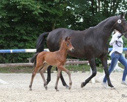 horse Escobar GL (Westfale, 2017, from Escolar)