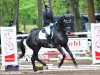 dressage horse Agribaldi (Trakehner, 2012, from All Inclusive)