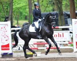 dressage horse Agribaldi (Trakehner, 2012, from All Inclusive)