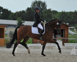 dressage horse Quick Chucky (Oldenburg, 2012, from Quanticus)