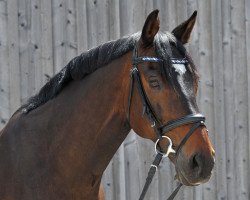 jumper Little Flash (Hessian Warmblood, 2002, from Latouro)