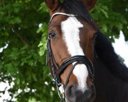 Springpferd Wynora HL (Polnisches Warmblut, 2006, von Pink Floyd HL)