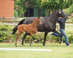 broodmare Caprea (Oldenburg, 2017, from Fuechtels Floriscount OLD)